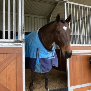 *Stable-iser Brush – Stable Guard Brush for Horses and Livestock